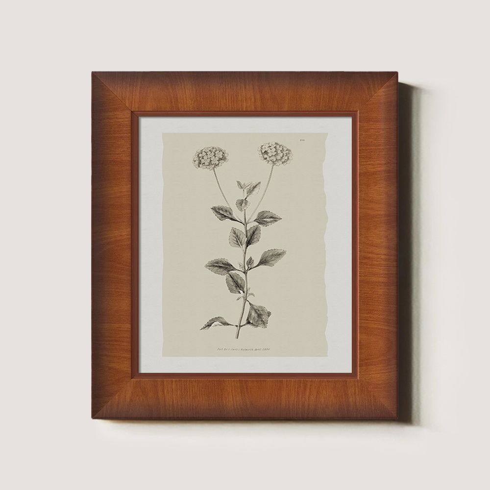 Vintage Leonotis Leonurus Botanical Etching