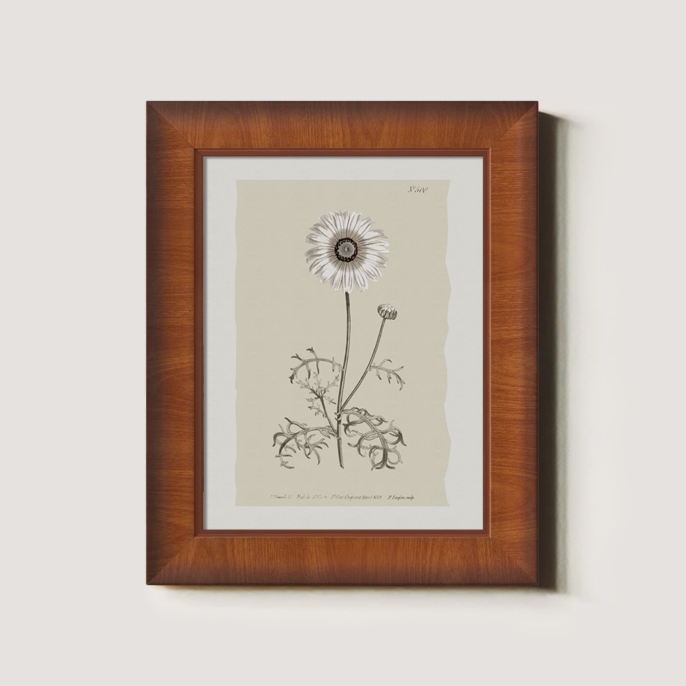 Vintage Chrysanthemum Parthenium Botanical Etching