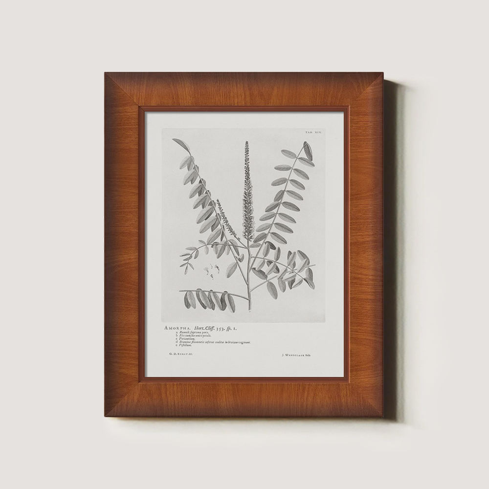 Vintage Amorpha Fruticosa Botanical Etching