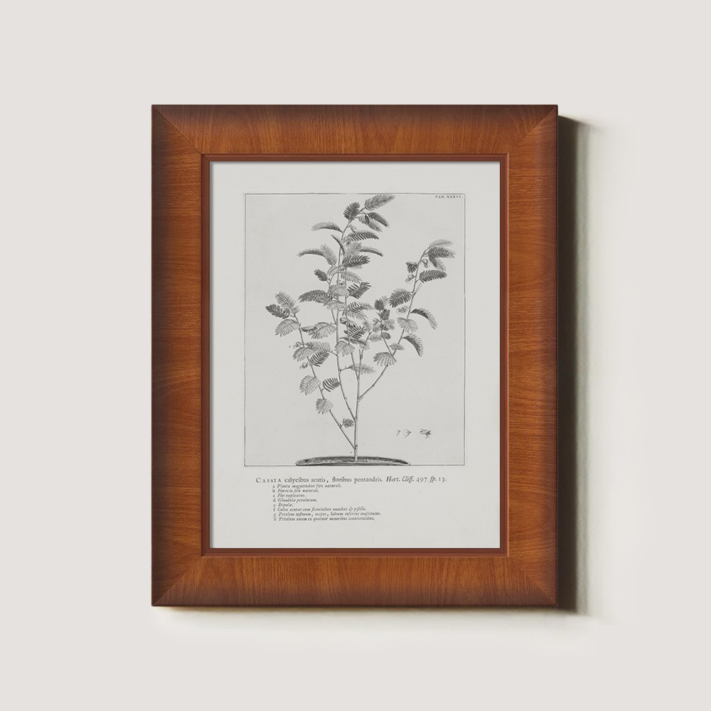 Vintage Cassia Angustifolia Botanical Etching