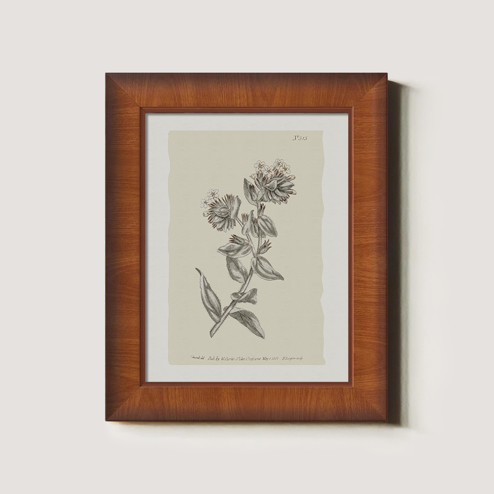 Vintage Bupleurum Botanical Etching