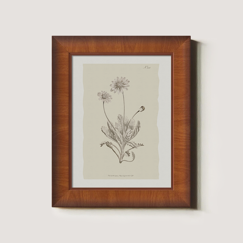 Vintage Matricaria Chamomilla Botanical Etching
