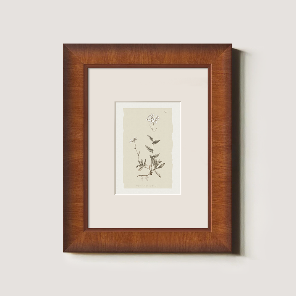 Vintage Cardamine Hirsuta Botanical Etching