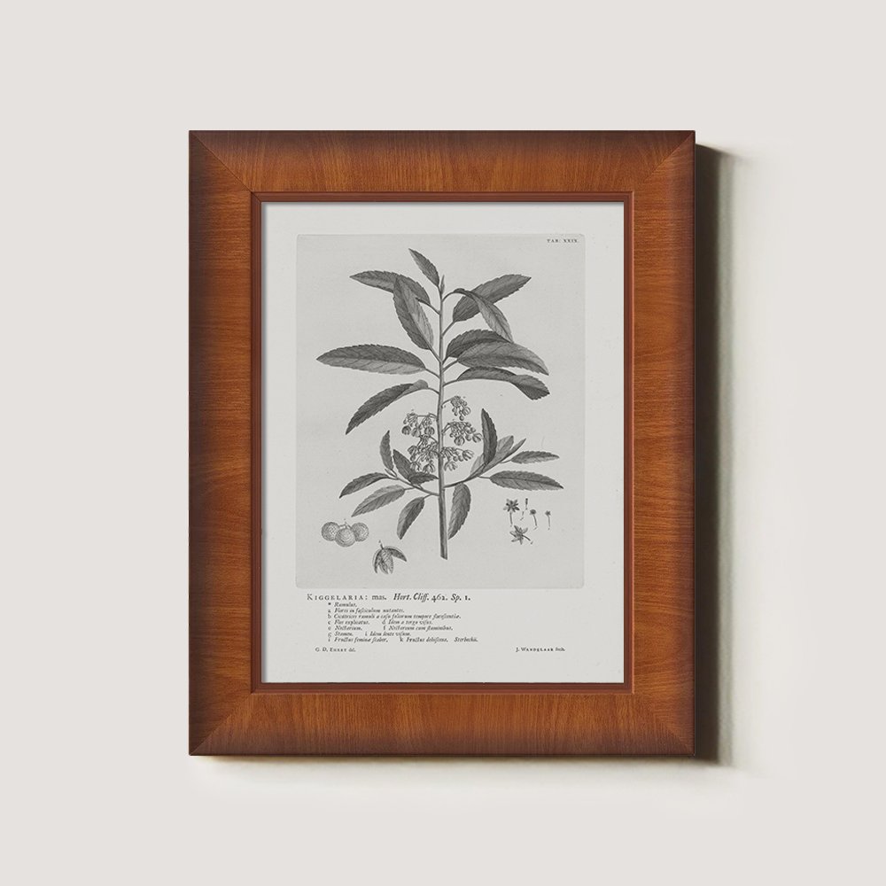 Vintage Kigelia Africana Botanical Etching