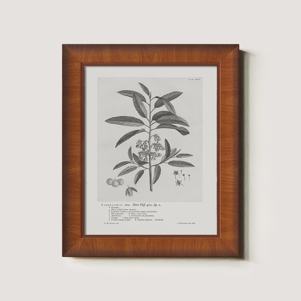 Vintage Kigelia Africana Botanical Etching