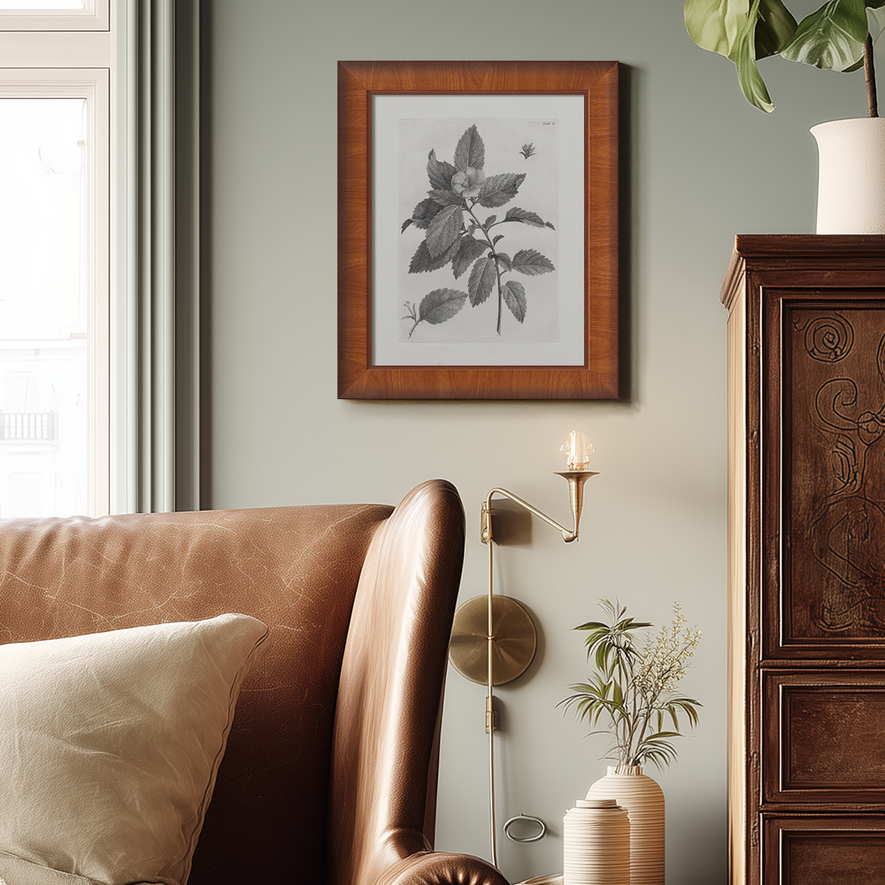 Vintage Collinsonia Botanical Etching