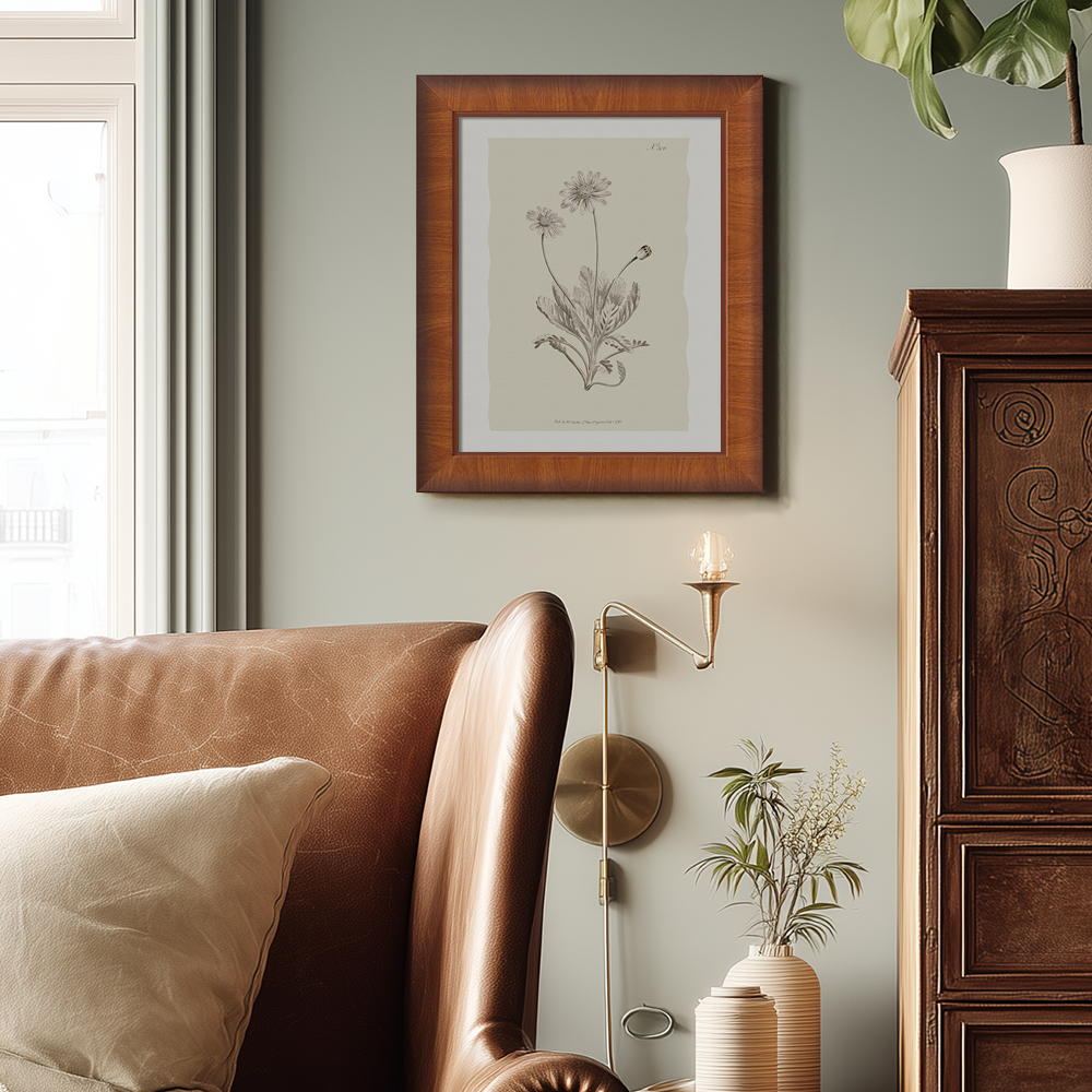 Vintage Matricaria Chamomilla Botanical Etching