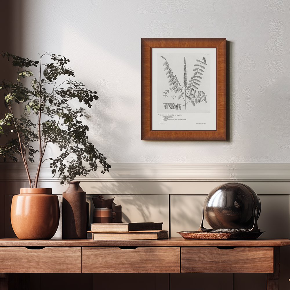 Vintage Amorpha Fruticosa Botanical Etching
