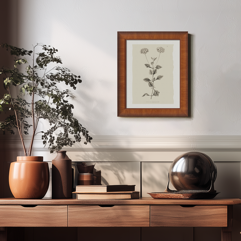 Vintage Leonotis Leonurus Botanical Etching