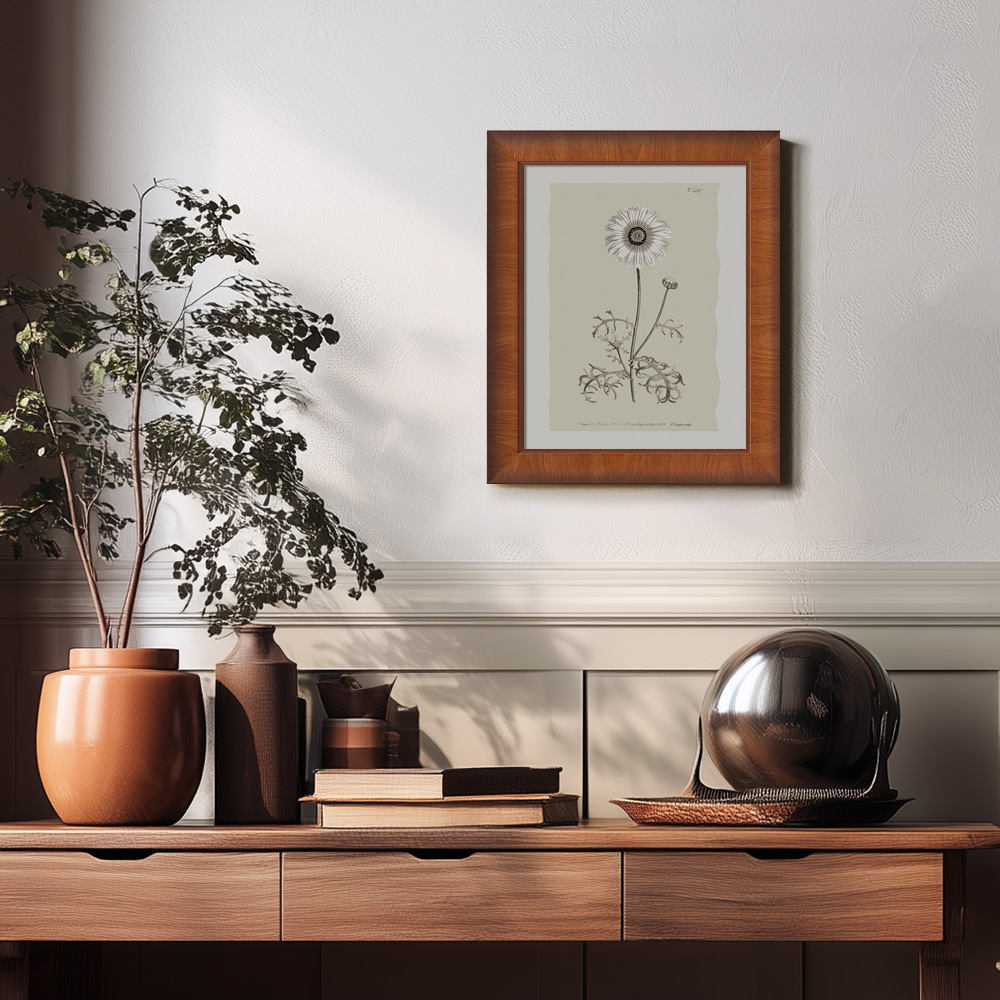 Vintage Chrysanthemum Parthenium Botanical Etching