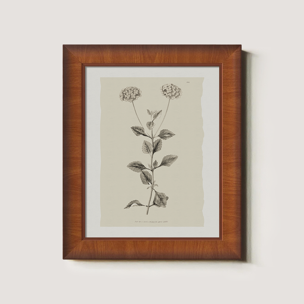 Vintage Leonotis Leonurus Botanical Etching