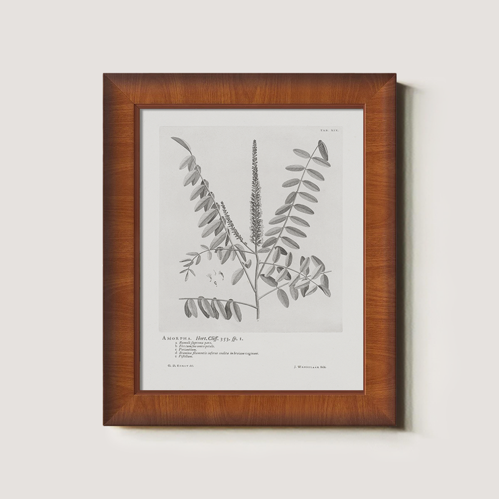 Vintage Amorpha Fruticosa Botanical Etching