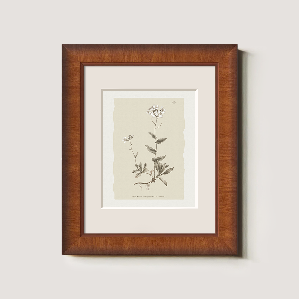 Vintage Cardamine Hirsuta Botanical Etching