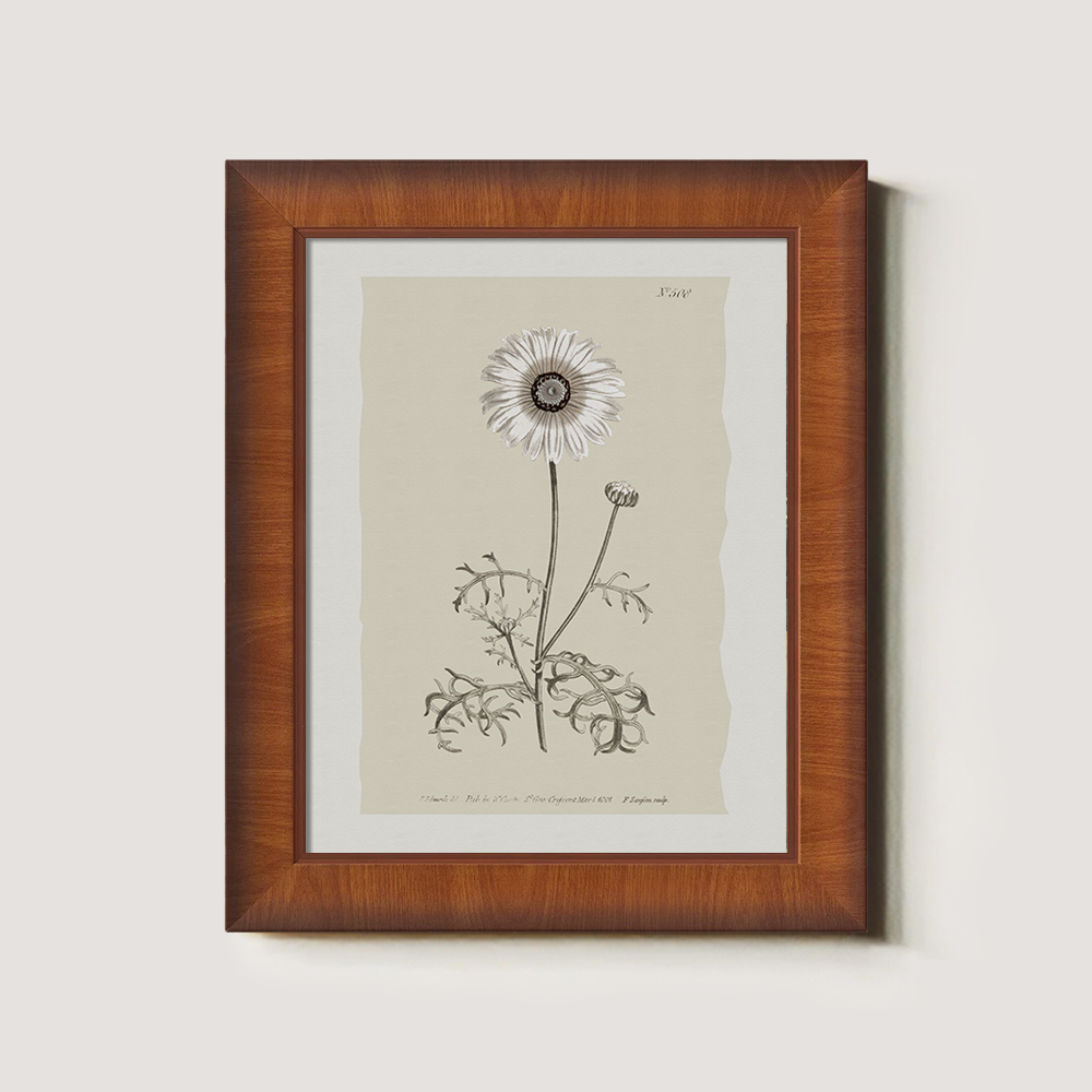 Vintage Chrysanthemum Parthenium Botanical Etching