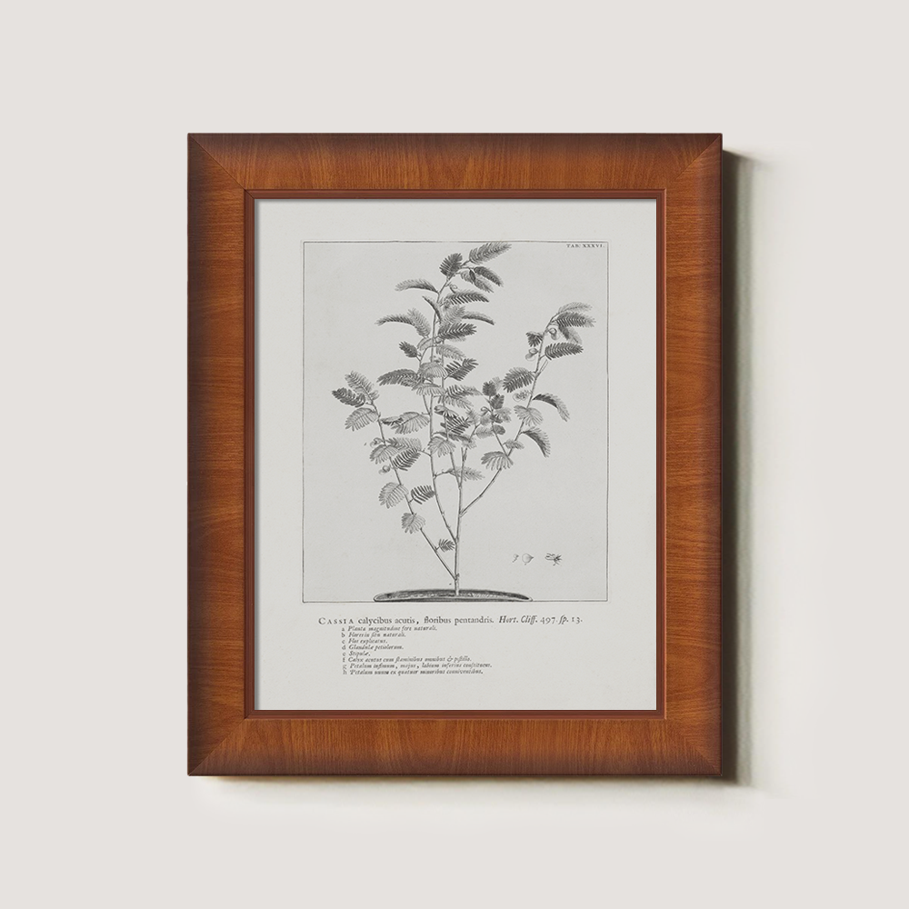 Vintage Cassia Angustifolia Botanical Etching