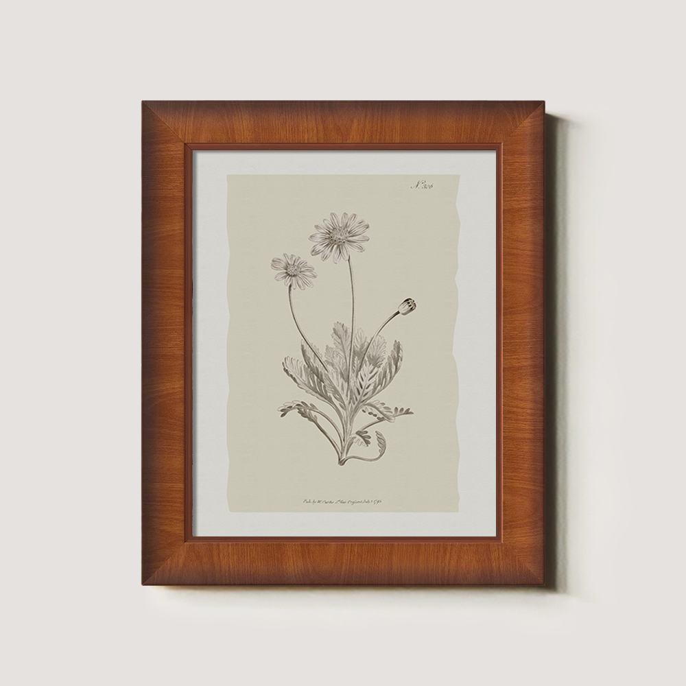 Vintage Matricaria Chamomilla Botanical Etching