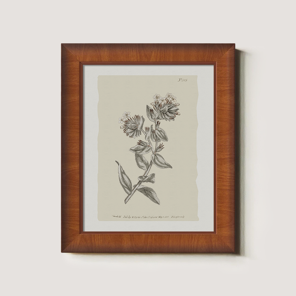 Vintage Bupleurum Botanical Etching