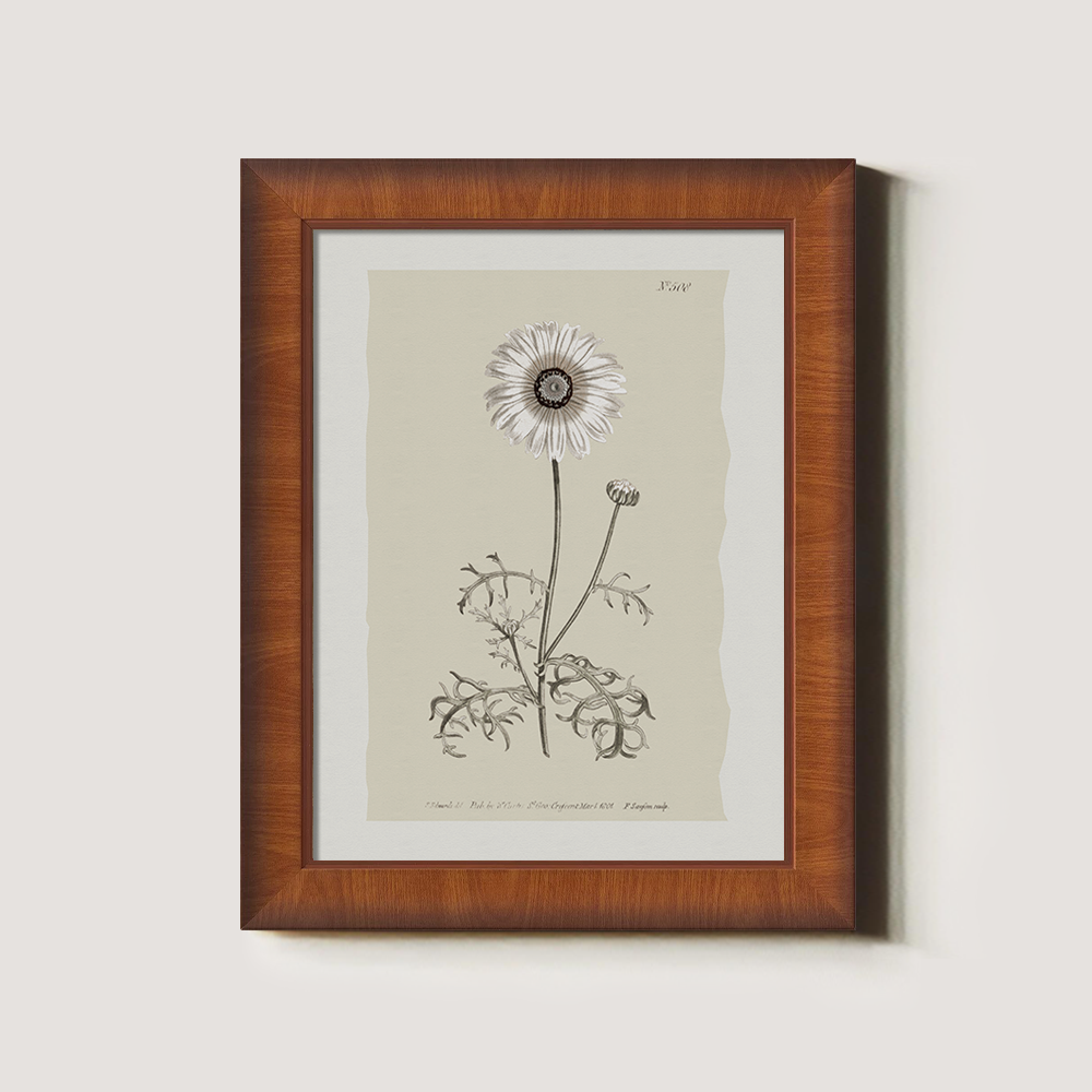 Vintage Chrysanthemum Parthenium Botanical Etching