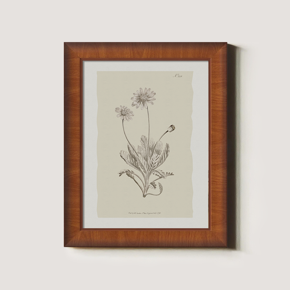Vintage Matricaria Chamomilla Botanical Etching