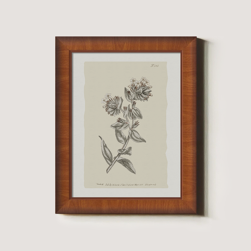 Vintage Bupleurum Botanical Etching