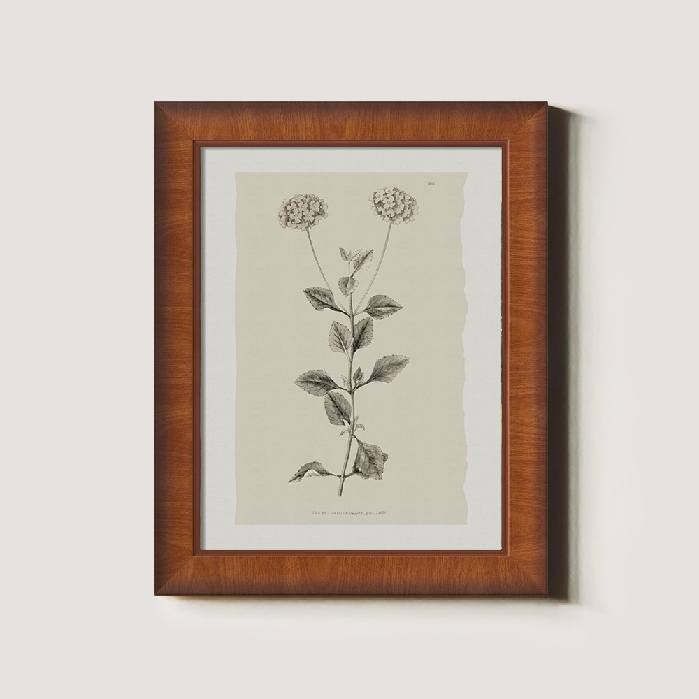 Vintage Leonotis Leonurus Botanical Etching