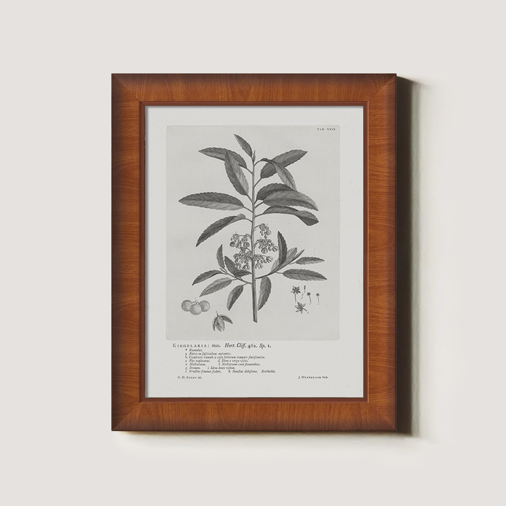 Vintage Kigelia Africana Botanical Etching