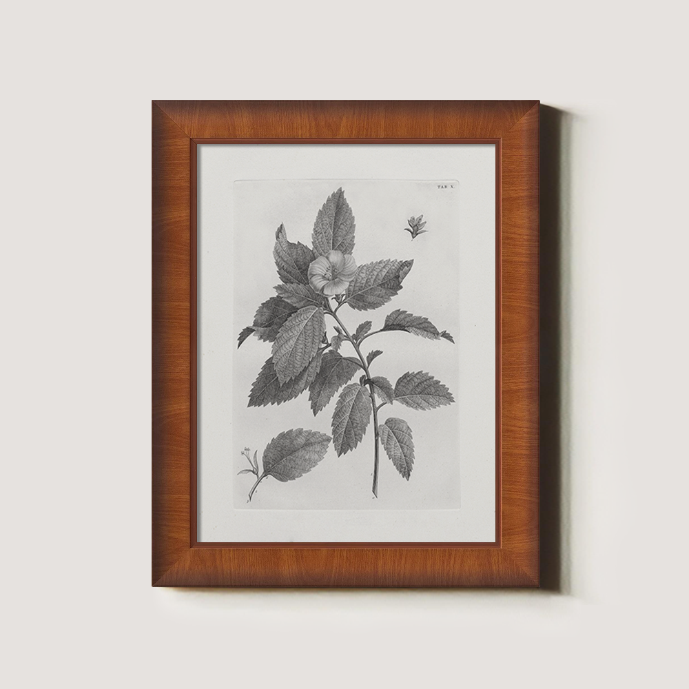 Vintage Collinsonia Botanical Etching