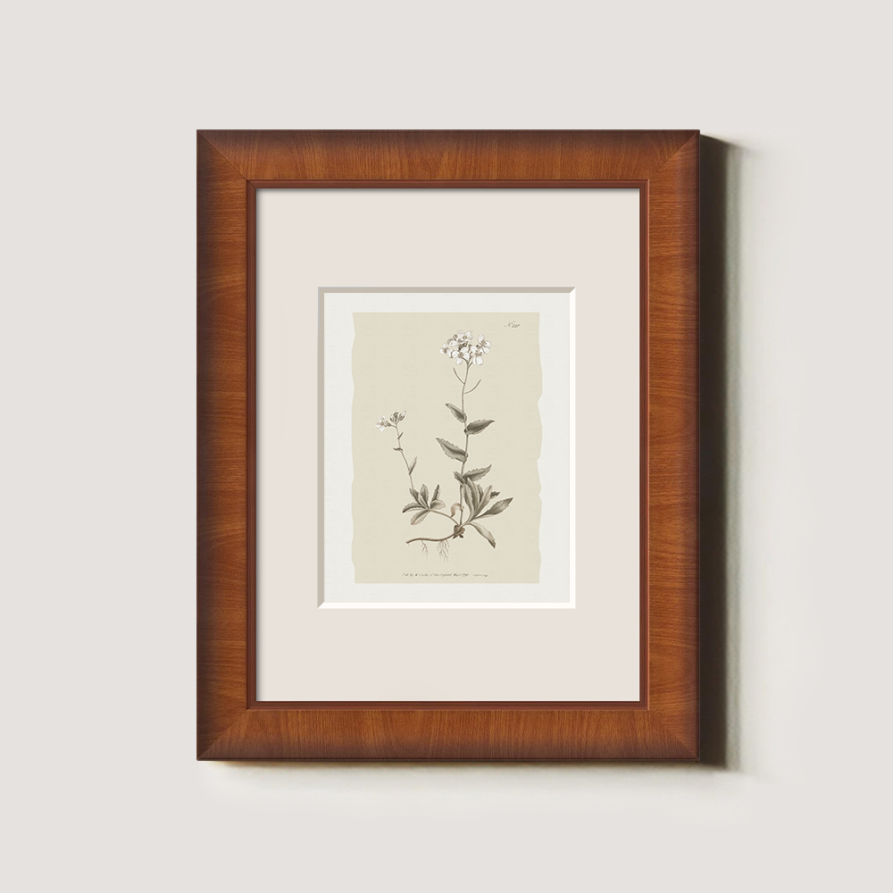 Vintage Cardamine Hirsuta Botanical Etching