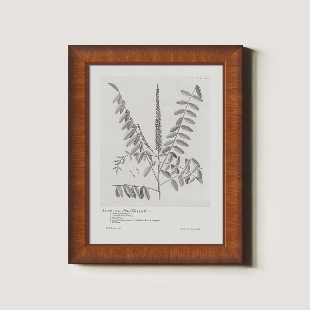 Vintage Amorpha Fruticosa Botanical Etching