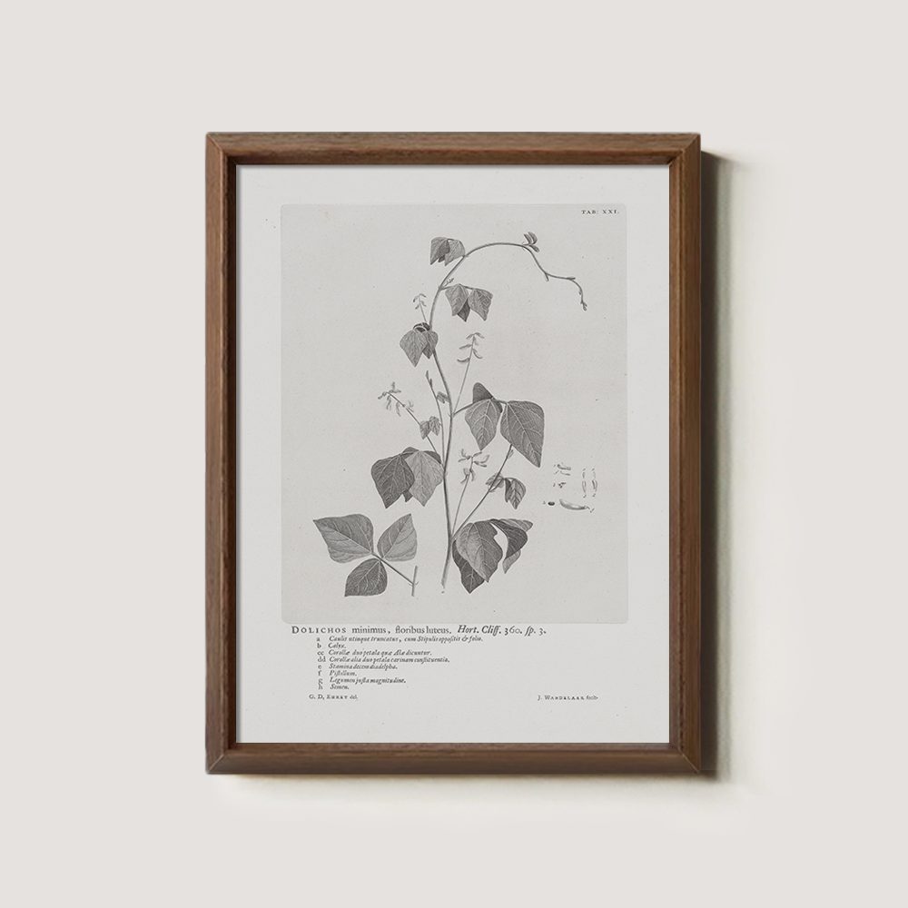 Vintage Kautia Hart Botanical Etching