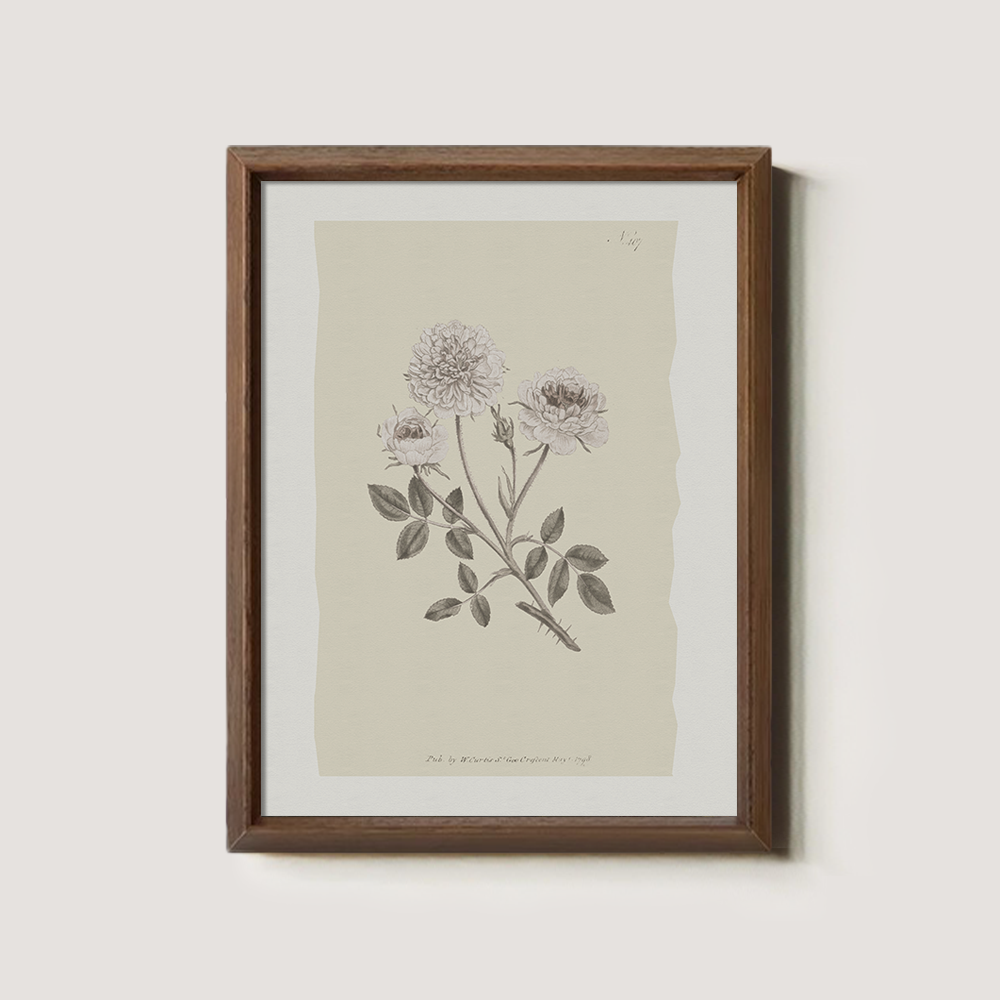 Vintage Rosa Centifolia Botanical Etching