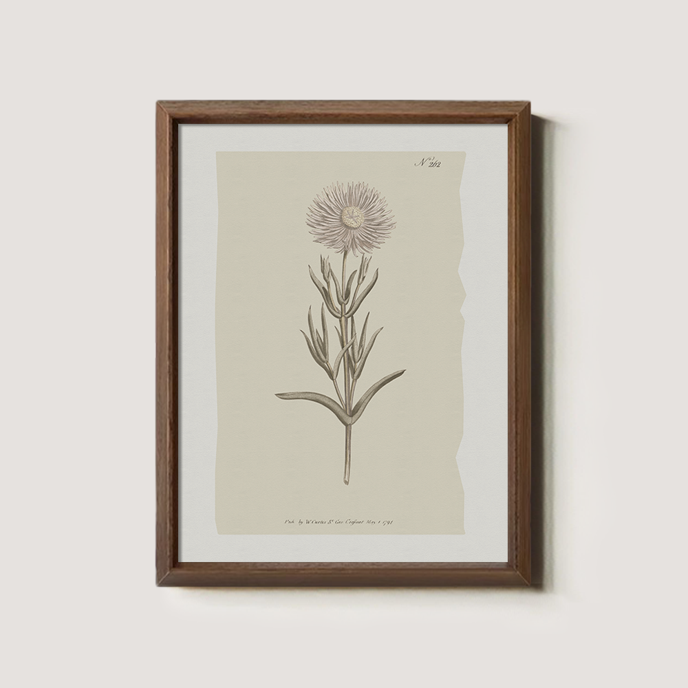 Vintage Onopordum Acanthium Botanical Etching