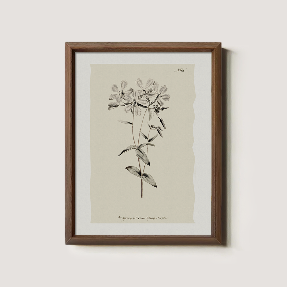 Vintage Stellaria Holostea Botanical Etching