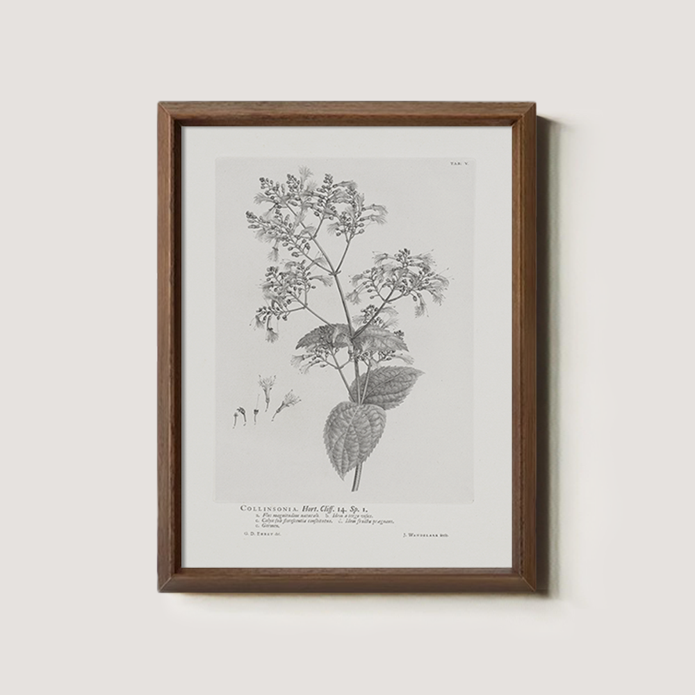 Vintage Collinnia Hart Botanical Etching
