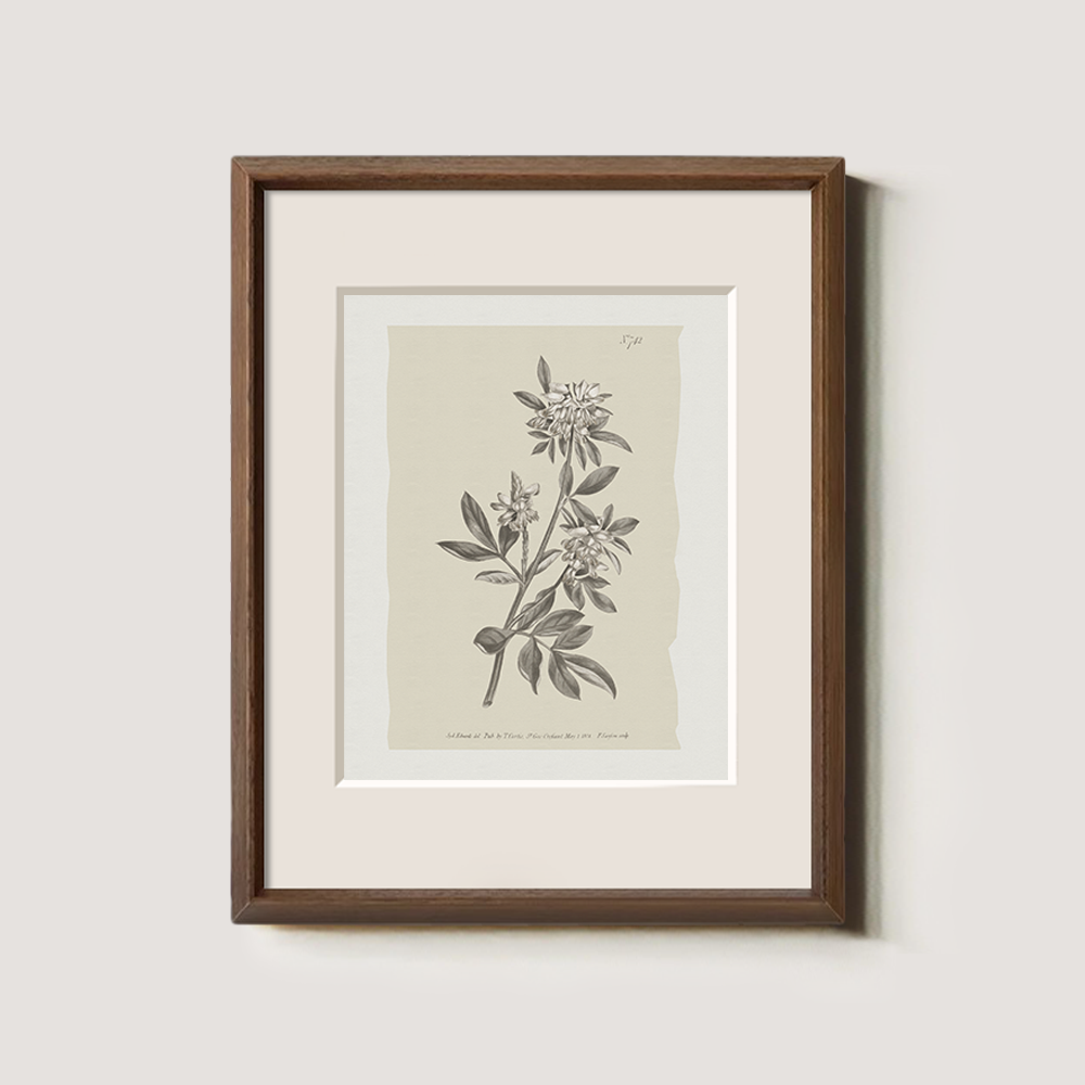 Vintage Actinotus Helianthi Botanical Etching