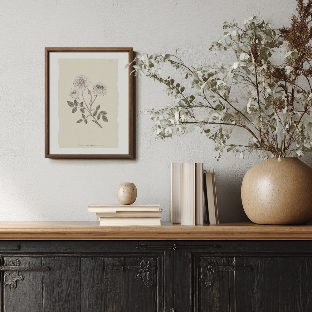 Vintage Rosa Centifolia Botanical Etching