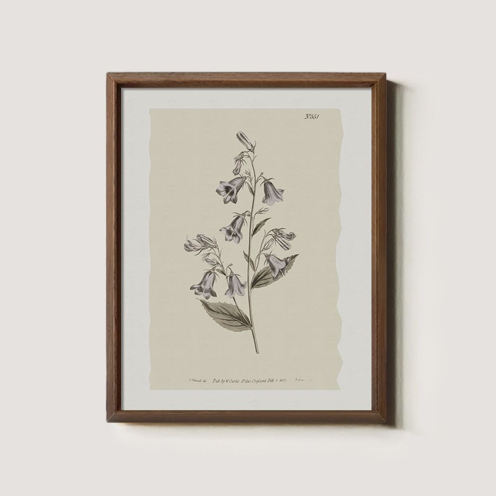 Vintage Digitalis Purpurea Botanical Etching