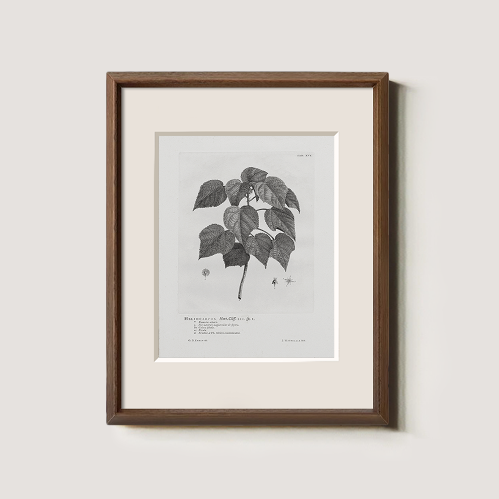 Vintage Helianthus Tuberosus Botanical Etching