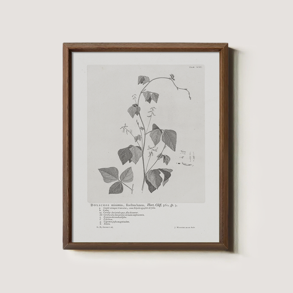Vintage Kautia Hart Botanical Etching