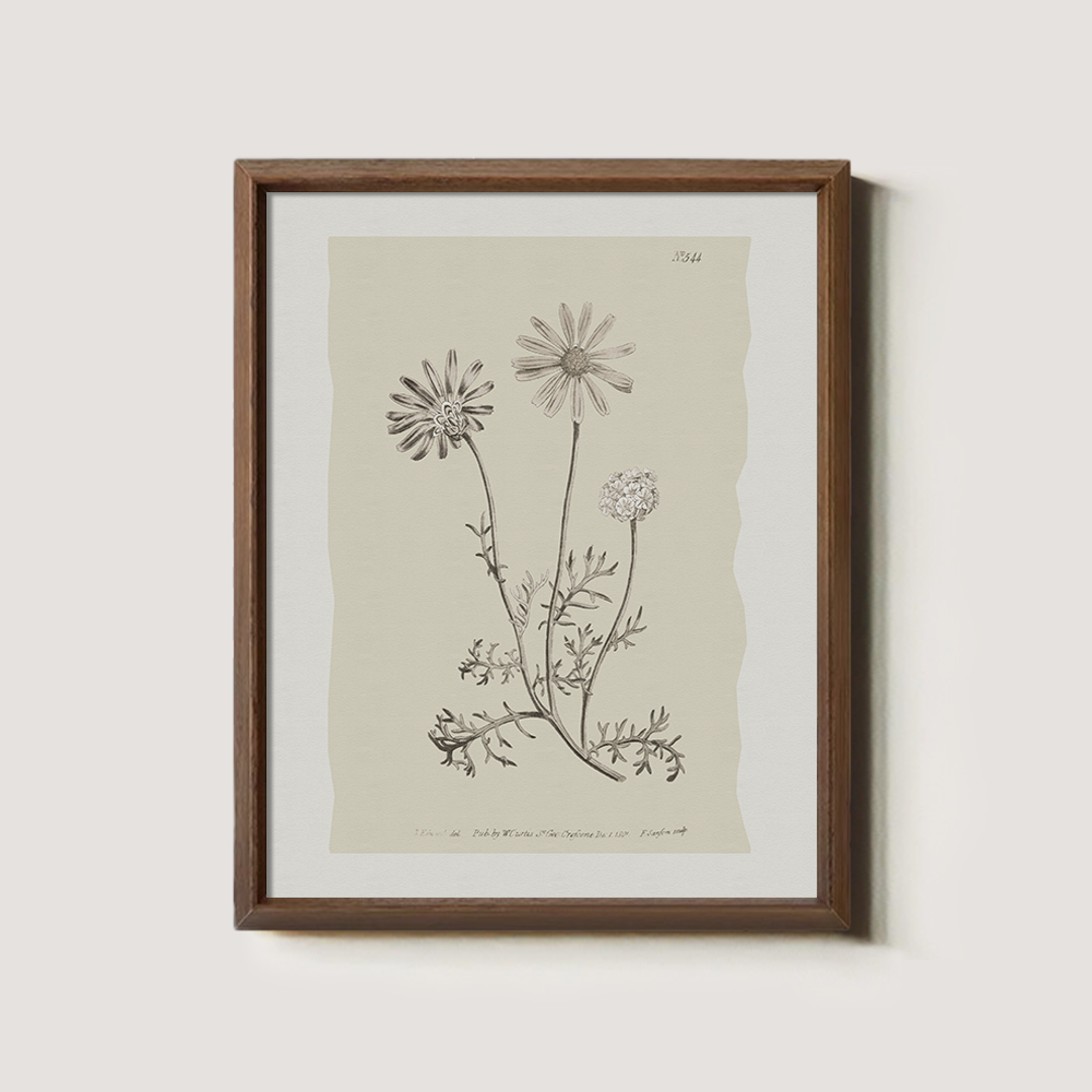 Vintage Leucanthemum Vulgar e Botanical Etching