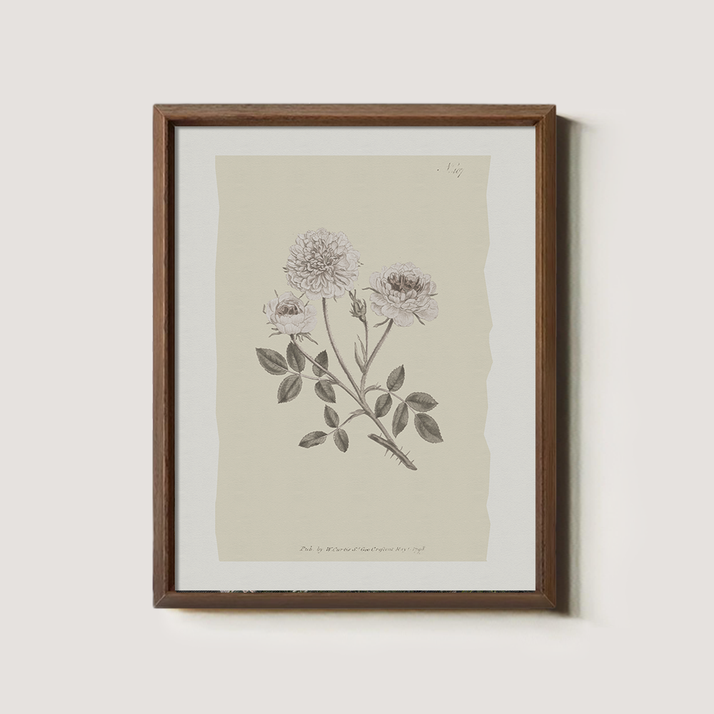 Vintage Rosa Centifolia Botanical Etching