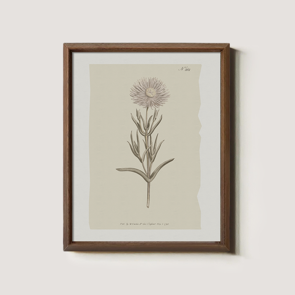 Vintage Onopordum Acanthium Botanical Etching