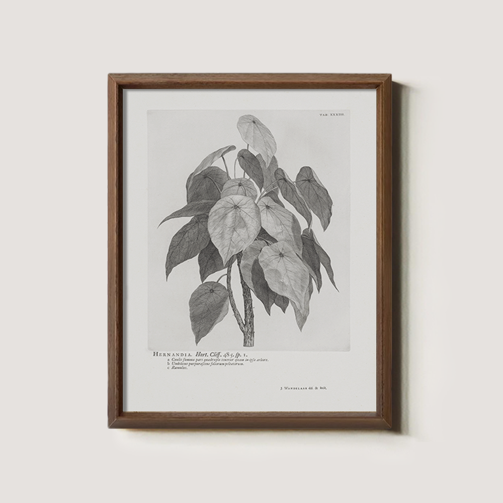 Vintage Hernandia Botanical Etching