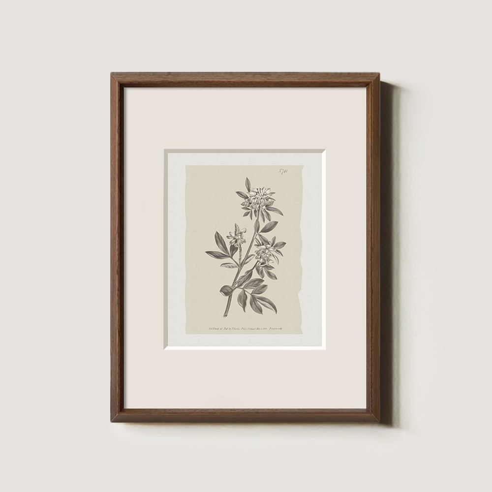 Vintage Actinotus Helianthi Botanical Etching