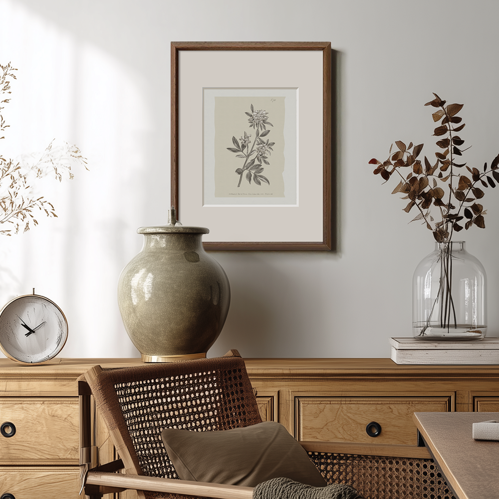 Vintage Actinotus Helianthi Botanical Etching