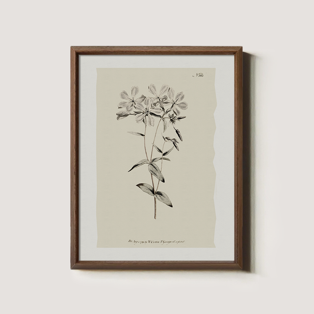 Vintage Stellaria Holostea Botanical Etching