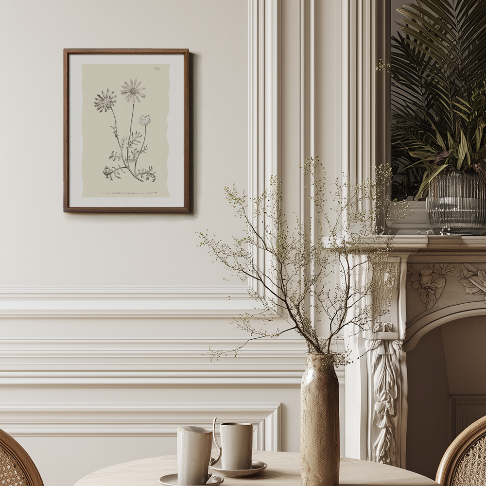 Vintage Leucanthemum Vulgar e Botanical Etching