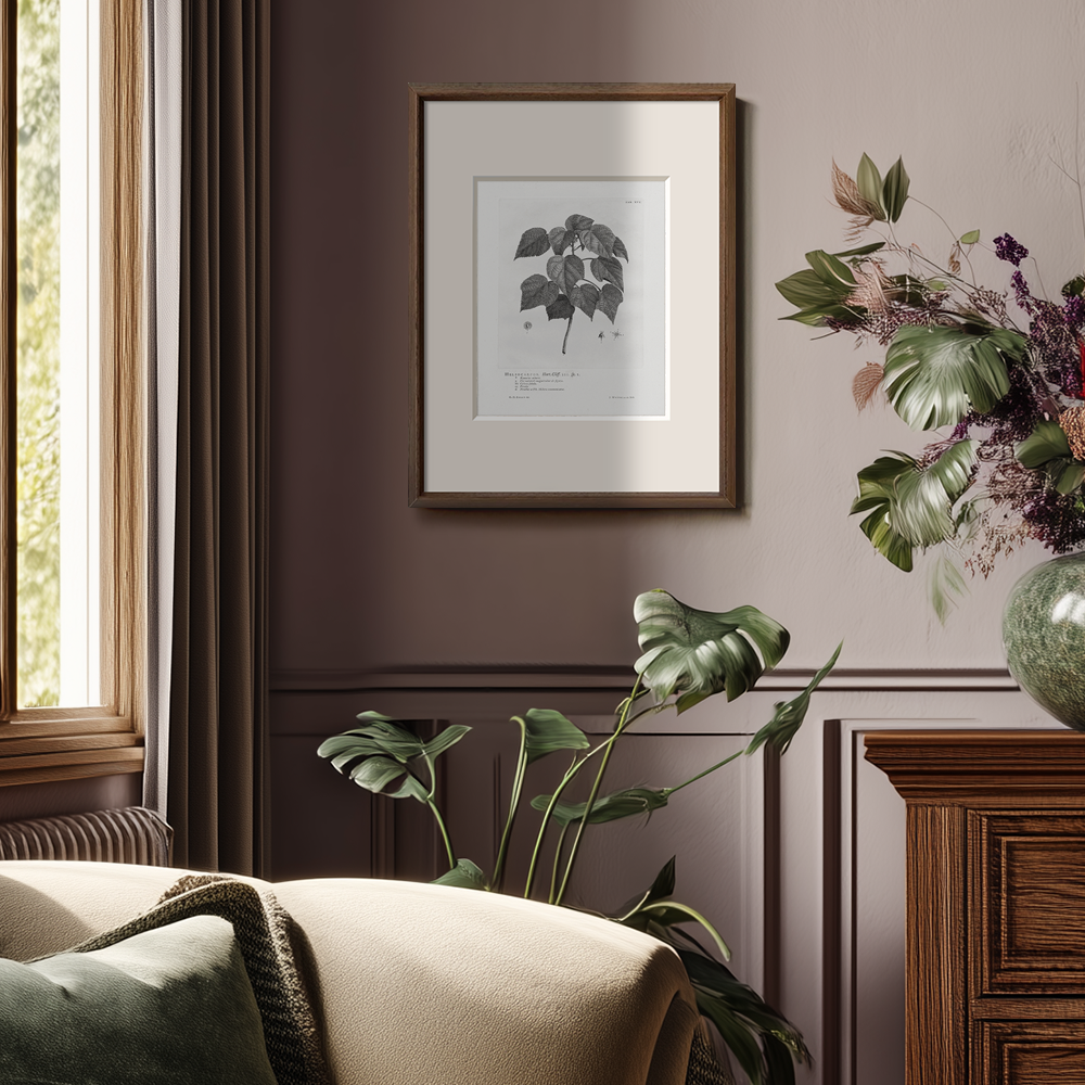 Vintage Helianthus Tuberosus Botanical Etching