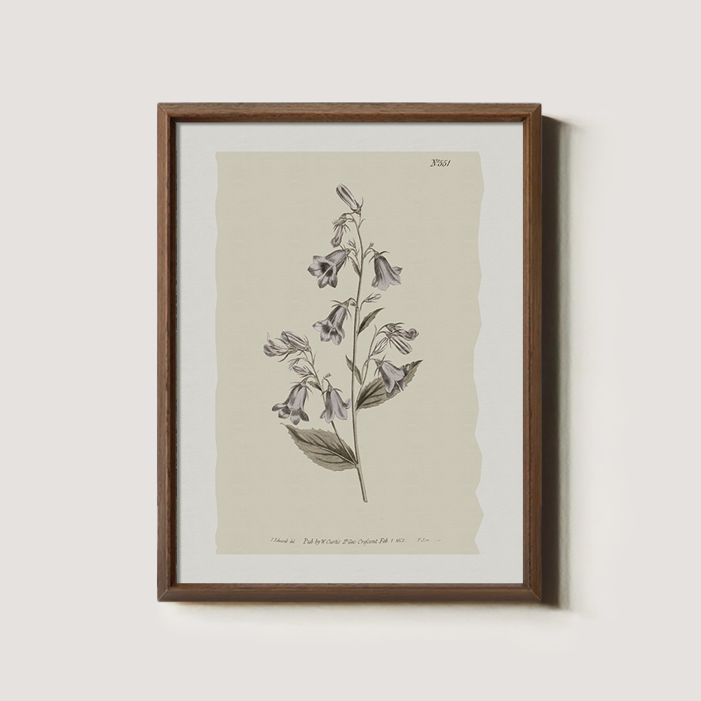 Vintage Digitalis Purpurea Botanical Etching