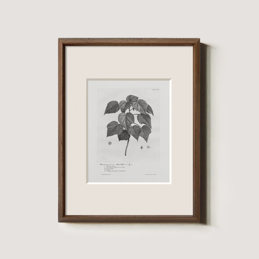 Vintage Helianthus Tuberosus Botanical Etching